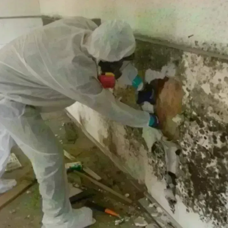 Mold Remediation and Removal in Ashland, NH